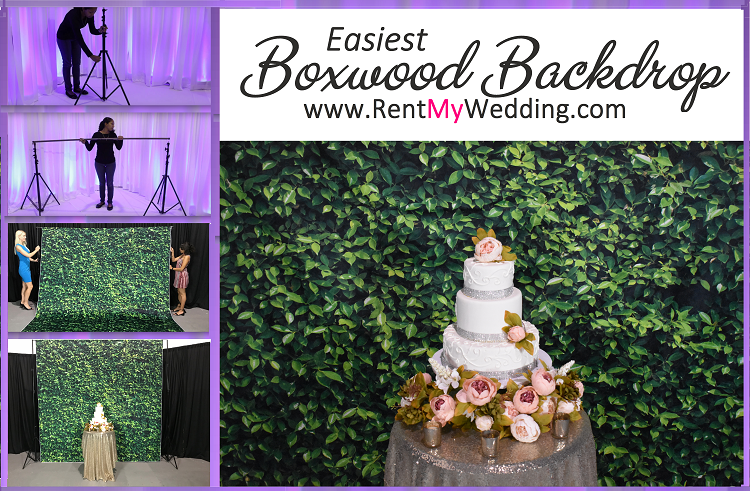 Easiest Boxwood Backdrop Setup